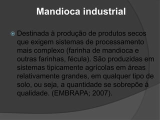 Mandioca industrial
 Destinada

à produção de produtos secos
que exigem sistemas de processamento
mais complexo (farinha de mandioca e
outras farinhas, fécula). São produzidas em
sistemas tipicamente agrícolas em áreas
relativamente grandes, em qualquer tipo de
solo, ou seja, a quantidade se sobrepõe à
qualidade. (EMBRAPA; 2007).

 