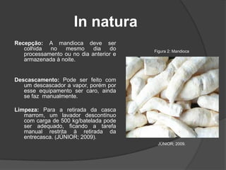 In natura
Recepção: A mandioca deve ser
colhida
no
mesmo
dia
do
processamento ou no dia anterior e
armazenada à noite.

Figura 2: Mandioca

Descascamento: Pode ser feito com
um descascador a vapor, porém por
esse equipamento ser caro, ainda
se faz manualmente.
Limpeza: Para a retirada da casca
marrom, um lavador descontínuo
com carga de 500 kg/batelada pode
ser adequado, ficando a tarefa
manual restrita à retirada da
entrecasca. (JÚNIOR; 2009).
JÚNIOR; 2009.

 