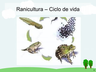Processamento de carne de rã e seus subprodutos | PDF