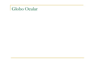 Globo Ocular
 