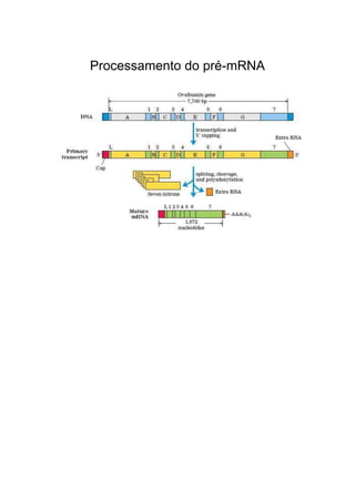 Processamento do pré-mRNA

 