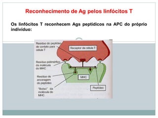 Reconhecimento de Ag pelos linfócitos T
Os linfócitos T reconhecem Ags peptídicos na APC do próprio
indivíduo:
 