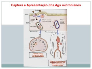 Captura e Apresentação dos Ags microbianos
 