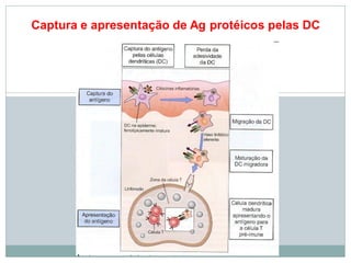 Captura e apresentação de Ag protéicos pelas DC
 