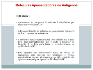 Moléculas Apresentadoras de Antígenos
 