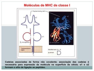 Moléculas de MHC de classe I
Cadeias associadas de forma não covalente; associação das cadeias é
necessária para expressão da molécula na superfície da célula; α1 e α2
formam o sítio de ligação ao peptídeo.
 