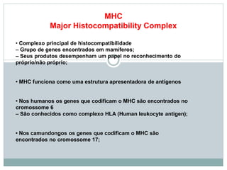 MHC
Major Histocompatibility Complex
• Complexo principal de histocompatibilidade
– Grupo de genes encontrados em mamíferos;
– Seus produtos desempenham um papel no reconhecimento do
próprio/não próprio;
• MHC funciona como uma estrutura apresentadora de antígenos
• Nos humanos os genes que codificam o MHC são encontrados no
cromossome 6
– São conhecidos como complexo HLA (Human leukocyte antigen);
• Nos camundongos os genes que codificam o MHC são
encontrados no cromossome 17;
 