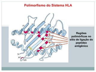 Polimorfismo do Sistema HLA
Regiões
polimórficas no
sítio de ligação do
peptídeo
antigênico
 