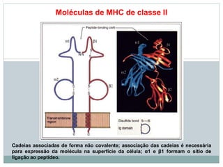 Moléculas de MHC de classe II
Cadeias associadas de forma não covalente; associação das cadeias é necessária
para expressão da molécula na superfície da célula; α1 e β1 formam o sítio de
ligação ao peptídeo.
 