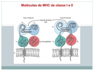 Moléculas de MHC de classe I e II
 