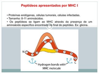Peptídeos apresentados por MHC I
• Proteínas endógenas, células tumorais, células infectadas.
• Tamanho: 8-11 aminoácidos.
• Os peptídeos se ligam ao MHC através da presença de um
aminoácido específico encontrado no final do peptídeo. Ex: glicina.
 