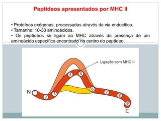 Peptídeos apresentados por MHC II
• Proteínas exógenas, processadas através da via endocítica.
• Tamanho: 10-30 aminoácidos.
• Os peptídeos se ligam ao MHC através da presença de um
aminoácido específico encontrado no centro do peptídeo.
 