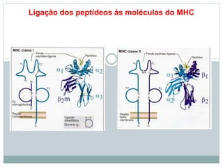Ligação dos peptídeos às moléculas do MHC
 