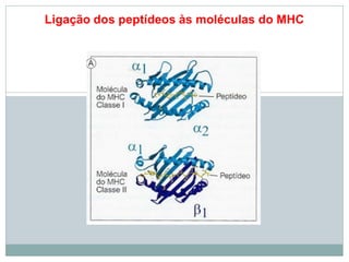 Ligação dos peptídeos às moléculas do MHC
 