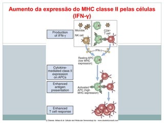 Aumento da expressão do MHC classe II pelas células
(IFN-γ)
 