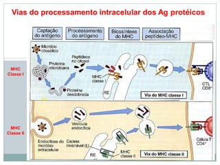 Vias do processamento intracelular dos Ag protéicos
MHC
Classe II
MHC
Classe I
 