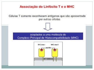 Associação do Linfócito T e o MHC
 