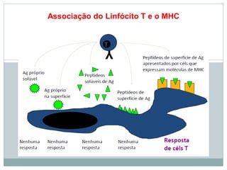 Associação do Linfócito T e o MHC
 