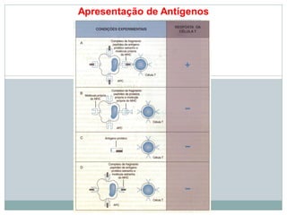 Apresentação de Antígenos
 
