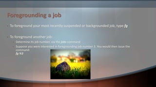• To foreground your most recently suspended or backgrounded job, type fg
• To foreground another job:
• Determine its job number, via the jobs command
• Suppose you were interested in foregrounding job number 3. You would then issue the
command:
fg %3
Foregrounding a job
 