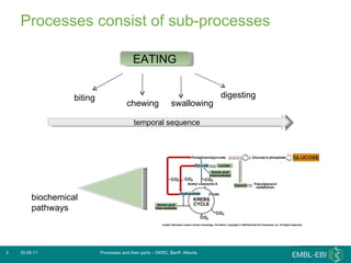 Processes consist of sub-processes 30.06.11 Processes and their parts – DKRC, Banff, Alberta EATING biting chewing swallowing digesting temporal sequence biochemical pathways 