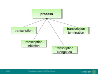 30.06.11 Processes and their parts – DKRC, Banff, Alberta process transcription transcription initiation transcription elongation transcription termination 