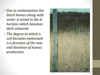 • Due to melanization the
black humus along with
water is mixed in the A-
horizon which becomes
dark coloured.
• The degree to which a
soil becomes melanized
is a function of the rate
and duration of humus
production.
 