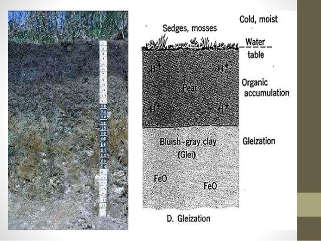 What is involved in calcification?