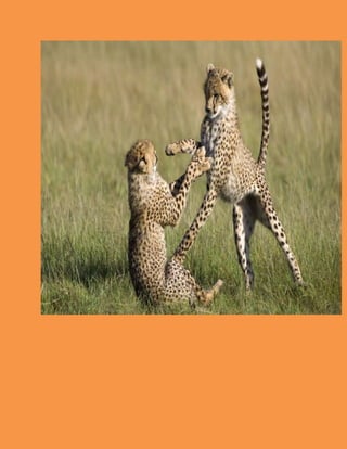 Point # 6:
Continuous Improvement
In nature,species are constantly evolving to better adapt to their environments
and outmanoeuvre their competitors.Those that fail to evolve rapidly enough
don't survive.Its no different to companies.Make continuous process
improvement part of the DNA of your company for the long term success of
your business.
 