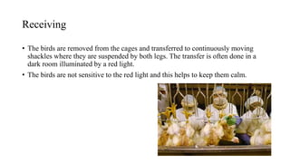 Process flow of poultry processing