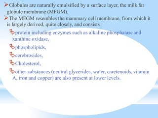 Globules are naturally emulsified by a surface layer, the milk fat
globule membrane (MFGM).
The MFGM resembles the mammary cell membrane, from which it
is largely derived, quite closely, and consists
protein including enzymes such as alkaline phosphatase and
xanthine oxidase,
phospholipids,
cerebrosides,
Cholesterol,
other substances (neutral glycerides, water, caretenoids, vitamin
A, iron and copper) are also present at lower levels.
 