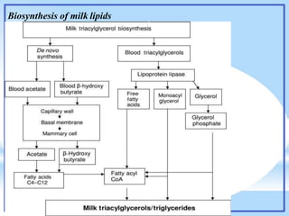 Biosynthesis of milk lipids
 