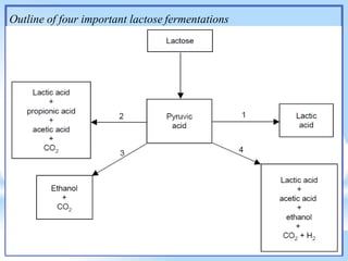 Outline of four important lactose fermentations
 