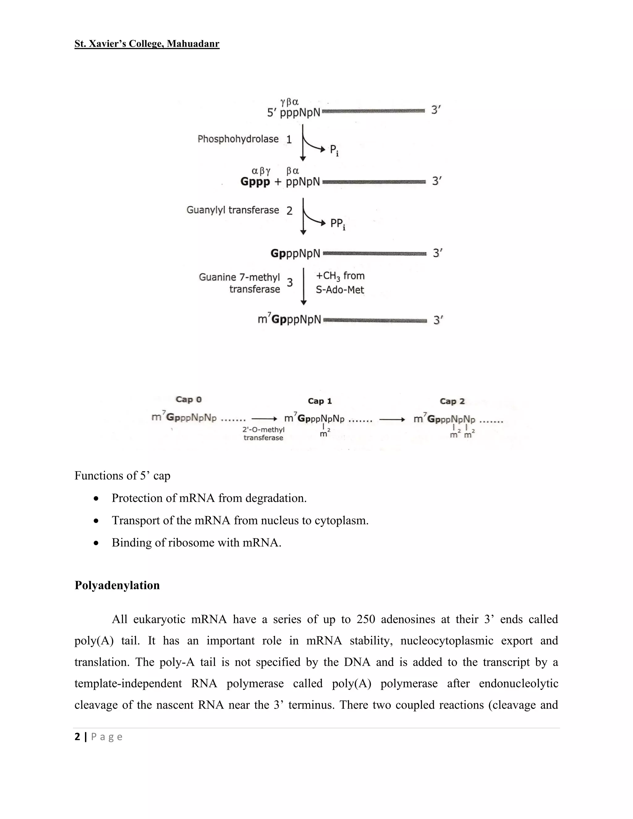 Processing and modification of RNA | PDF