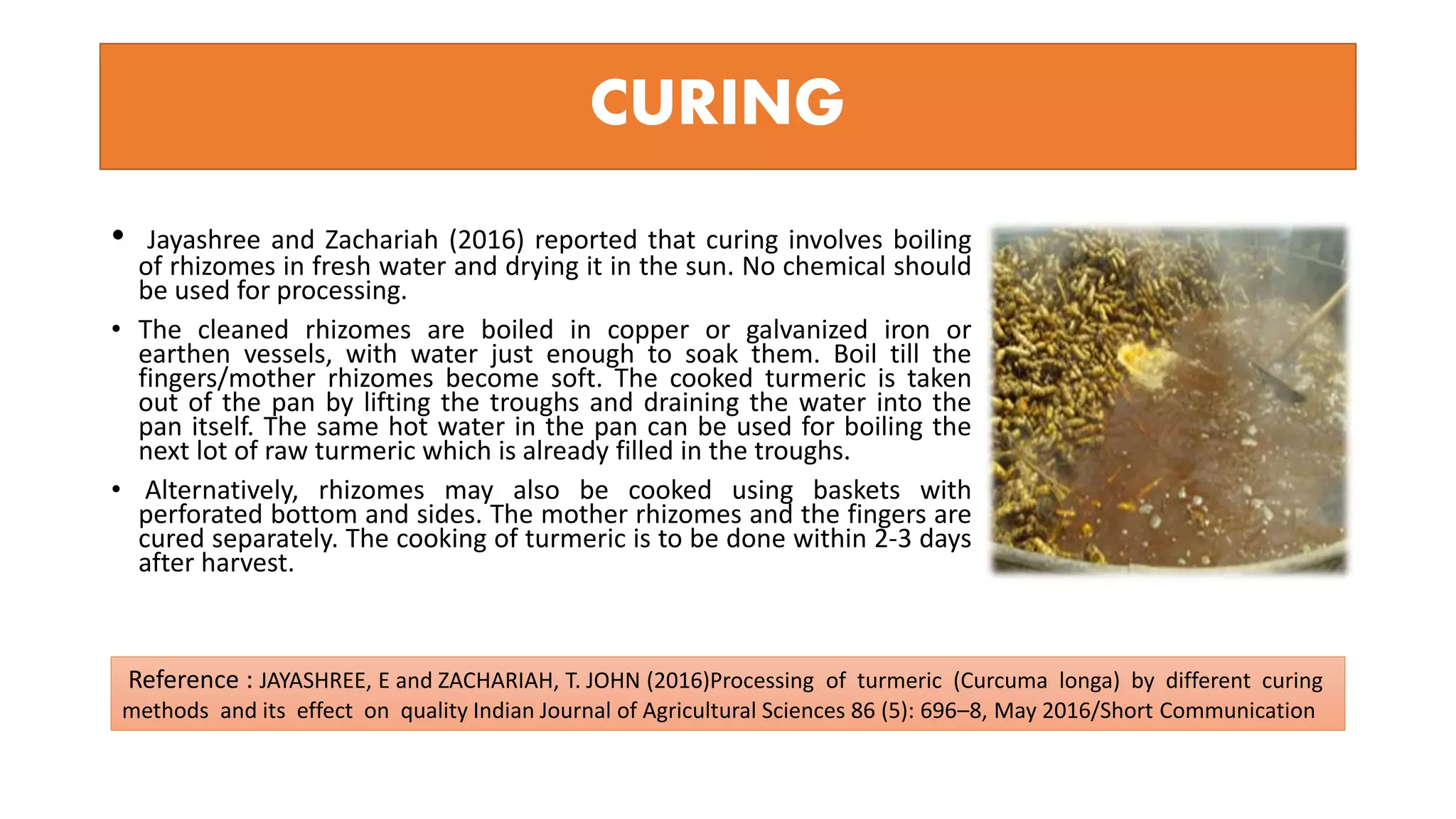 CURING
• Jayashree and Zachariah (2016) reported that curing involves boiling
of rhizomes in fresh water and drying it in the sun. No chemical should
be used for processing.
• The cleaned rhizomes are boiled in copper or galvanized iron or
earthen vessels, with water just enough to soak them. Boil till the
fingers/mother rhizomes become soft. The cooked turmeric is taken
out of the pan by lifting the troughs and draining the water into the
pan itself. The same hot water in the pan can be used for boiling the
next lot of raw turmeric which is already filled in the troughs.
• Alternatively, rhizomes may also be cooked using baskets with
perforated bottom and sides. The mother rhizomes and the fingers are
cured separately. The cooking of turmeric is to be done within 2-3 days
after harvest.
Reference : JAYASHREE, E and ZACHARIAH, T. JOHN (2016)Processing of turmeric (Curcuma longa) by different curing
methods and its effect on quality Indian Journal of Agricultural Sciences 86 (5): 696–8, May 2016/Short Communication
 