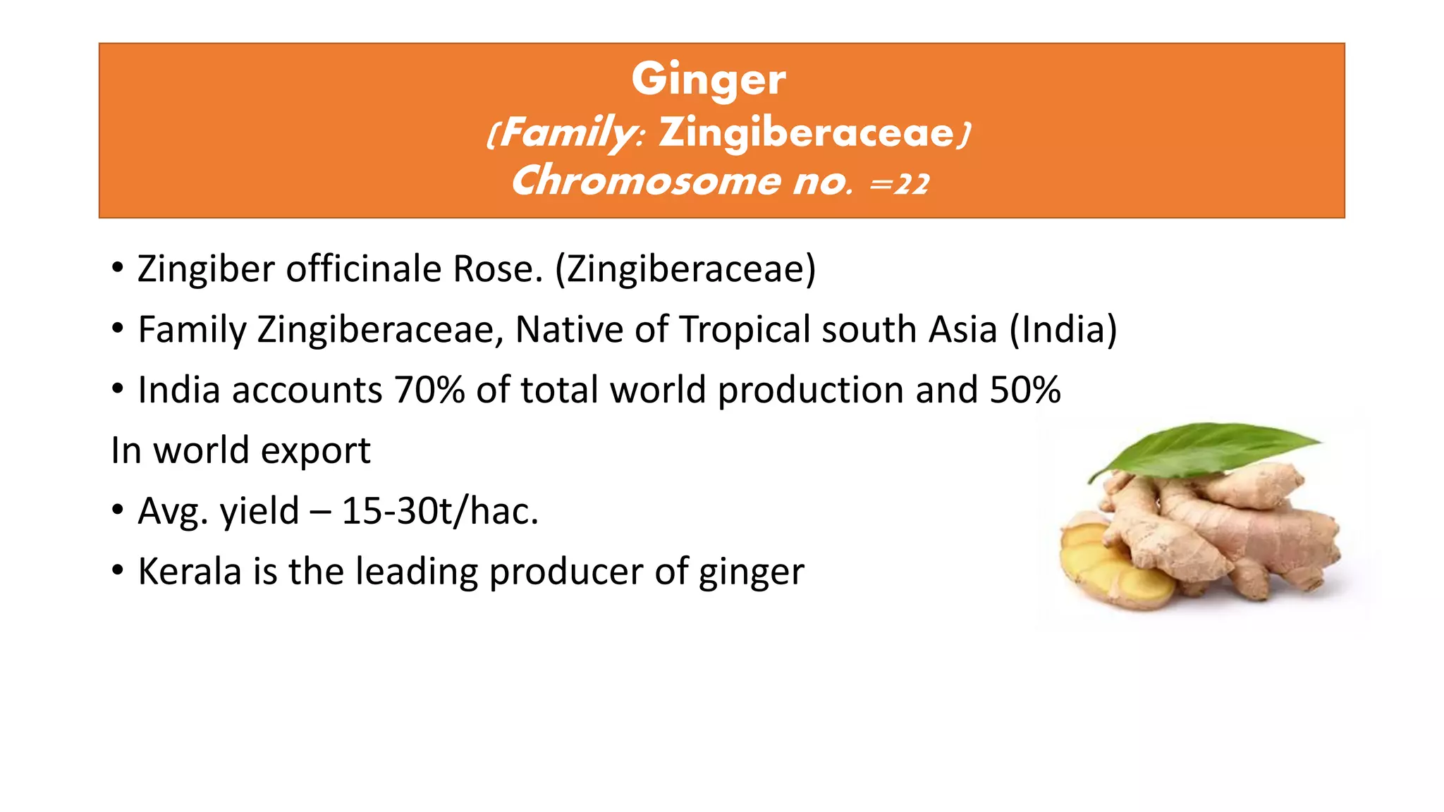 Ginger
(Family: Zingiberaceae)
Chromosome no. =22
• Zingiber officinale Rose. (Zingiberaceae)
• Family Zingiberaceae, Native of Tropical south Asia (India)
• India accounts 70% of total world production and 50%
In world export
• Avg. yield – 15-30t/hac.
• Kerala is the leading producer of ginger
 