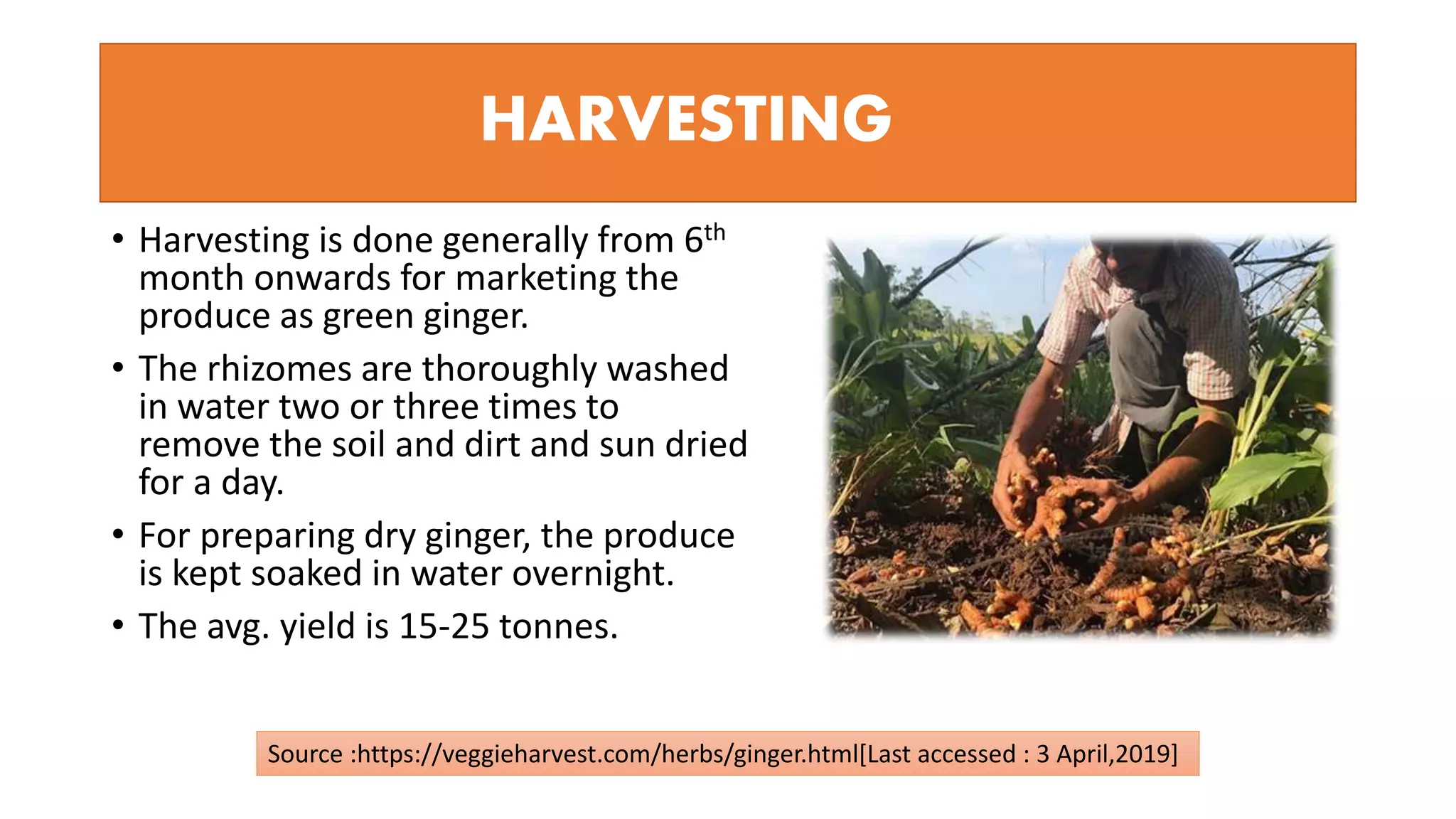 • Harvesting is done generally from 6th
month onwards for marketing the
produce as green ginger.
• The rhizomes are thoroughly washed
in water two or three times to
remove the soil and dirt and sun dried
for a day.
• For preparing dry ginger, the produce
is kept soaked in water overnight.
• The avg. yield is 15-25 tonnes.
HARVESTING
Source :https://veggieharvest.com/herbs/ginger.html[Last accessed : 3 April,2019]
 