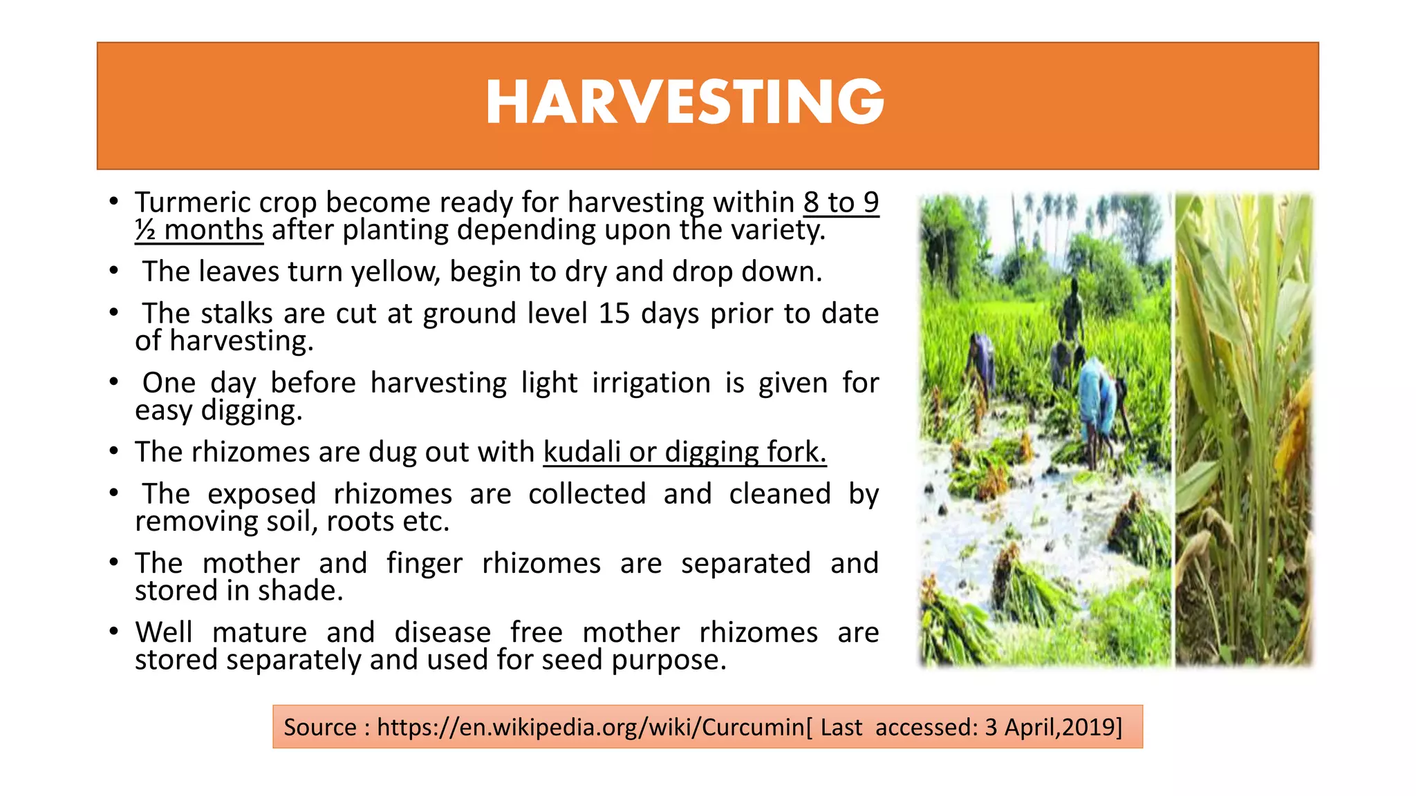 HARVESTING
• Turmeric crop become ready for harvesting within 8 to 9
½ months after planting depending upon the variety.
• The leaves turn yellow, begin to dry and drop down.
• The stalks are cut at ground level 15 days prior to date
of harvesting.
• One day before harvesting light irrigation is given for
easy digging.
• The rhizomes are dug out with kudali or digging fork.
• The exposed rhizomes are collected and cleaned by
removing soil, roots etc.
• The mother and finger rhizomes are separated and
stored in shade.
• Well mature and disease free mother rhizomes are
stored separately and used for seed purpose.
Source : https://en.wikipedia.org/wiki/Curcumin[ Last accessed: 3 April,2019]
 