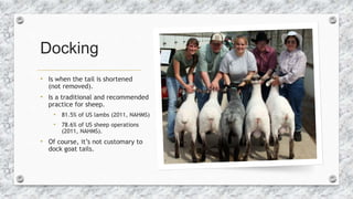 Stuff we do to lambs and kids after they are born | PPTX