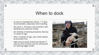 When to dock
• As soon as management allows. 1-7 days
recommended, especially when banding.
• Too early (< 24 hours) may i...