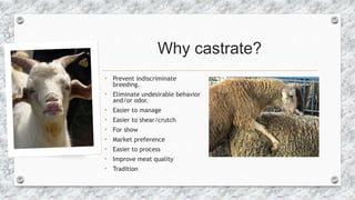 Why castrate?
• Prevent indiscriminate
breeding.
• Eliminate undesirable behavior
and/or odor.
• Easier to manage
• Easier...