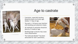 Age to castrate
• Castration, especially banding,
should be done at an early age,
ideally 1-7 days of age.
• Too early (< ...