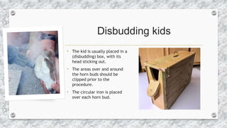 Disbudding kids
• The kid is usually placed in a
(disbudding) box, with its
head sticking out.
• The areas over and around...