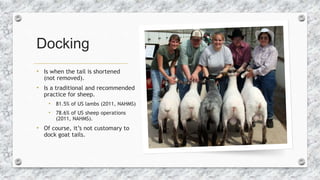 Docking
• Is when the tail is shortened
(not removed).
• Is a traditional and recommended
practice for sheep.
• 81.5% of U...