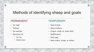 Methods of identifying sheep and goats
PERMANENT
• Ear tags*
• Tattoos*
• Ear notches
• Electronic ID
• Ear tag
• Rumen bo...
