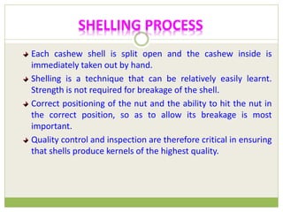 SHELLING PROCESS
Each cashew shell is split open and the cashew inside is
immediately taken out by hand.
Shelling is a technique that can be relatively easily learnt.
Strength is not required for breakage of the shell.
Correct positioning of the nut and the ability to hit the nut in
the correct position, so as to allow its breakage is most
important.
Quality control and inspection are therefore critical in ensuring
that shells produce kernels of the highest quality.
 