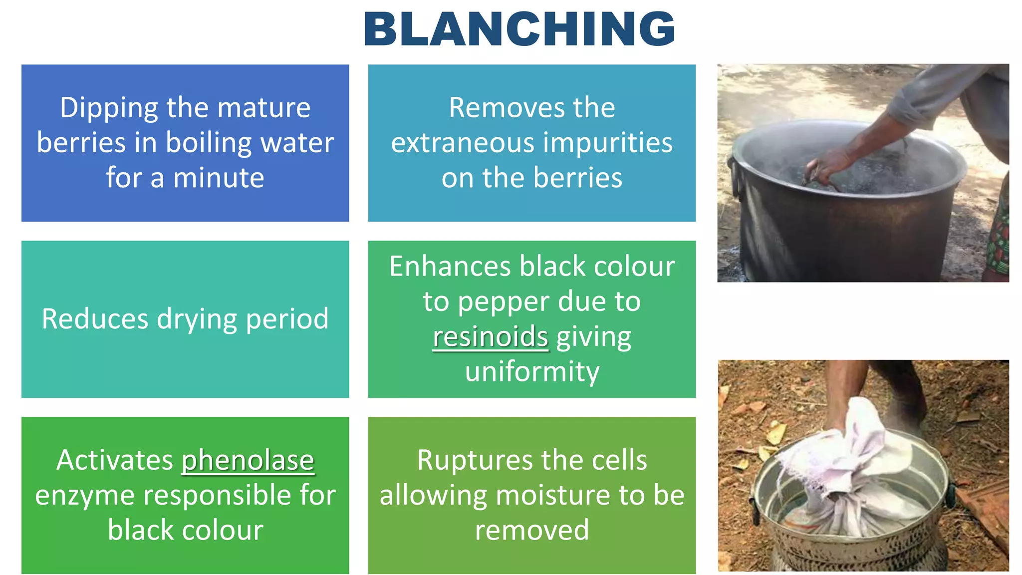 BLANCHING
Dipping the mature
berries in boiling water
for a minute
Removes the
extraneous impurities
on the berries
Reduces drying period
Enhances black colour
to pepper due to
resinoids giving
uniformity
Activates phenolase
enzyme responsible for
black colour
Ruptures the cells
allowing moisture to be
removed
 