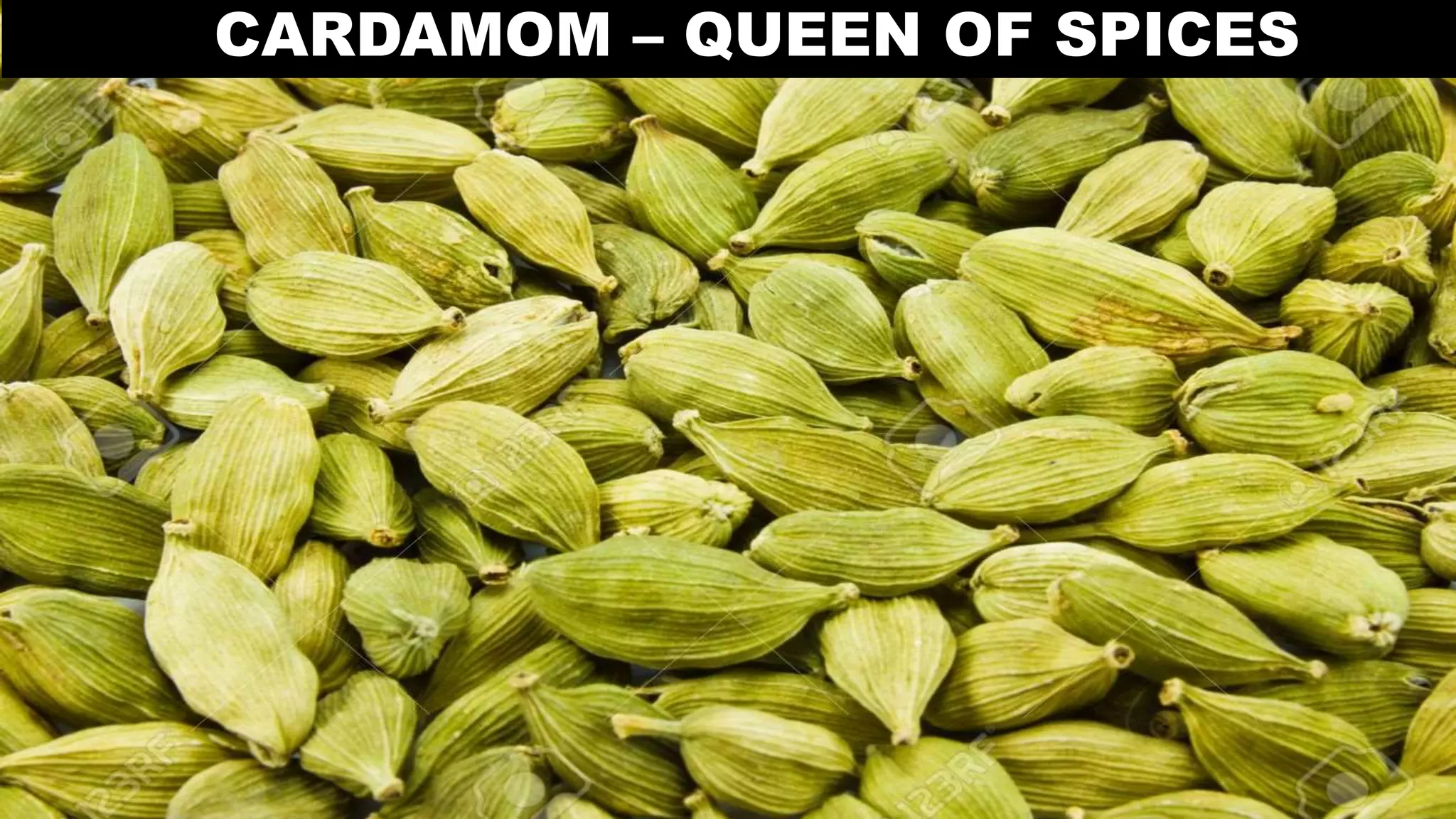 CARDAMOM – QUEEN OF SPICES
 