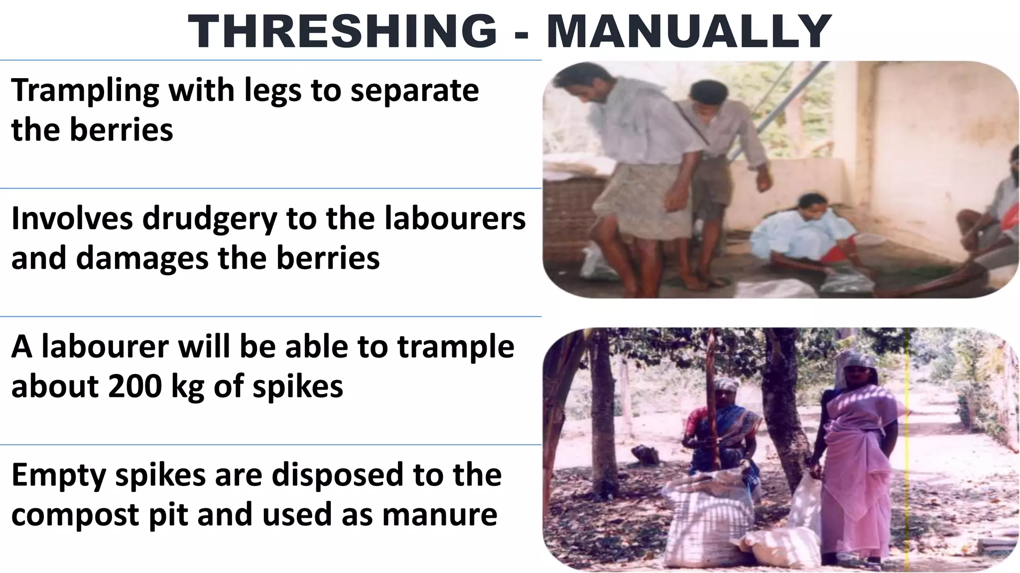 Trampling with legs to separate
the berries
Involves drudgery to the labourers
and damages the berries
A labourer will be able to trample
about 200 kg of spikes
Empty spikes are disposed to the
compost pit and used as manure
 