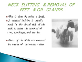 This is done by using a knife.
A vertical incision is usually
made in the dorsal side of the
neck to assist the removal of
crop, esophages, and trachea
Feets of the birds are removed
by means of automatic cutter
 